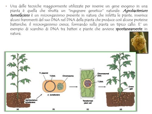 scarica il file pdf Applicazioni delle biotecnologie