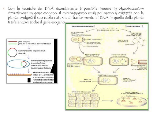 scarica il file pdf Applicazioni delle biotecnologie