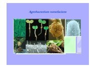 Agrobacterium tumefaciens