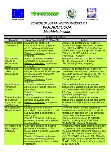 VIOLACCIOCCA Matthiola incana