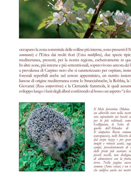 Biodiversità Marche - Orto Botanico