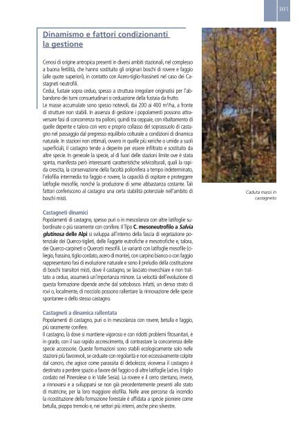 Selvicoltura nelle foreste di protezione - INTERREG Forêts de ...