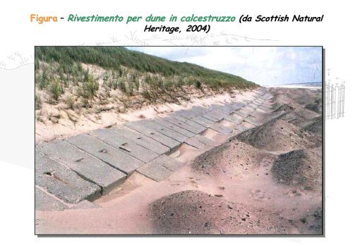 Linee Guida per gli interventi di difesa ambientale delle dune ... - catap
