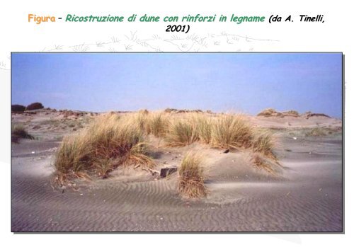 Linee Guida per gli interventi di difesa ambientale delle dune ... - catap