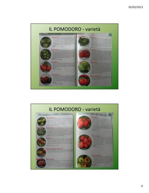 Lezione VII: Le solanacee - Agronomoeforestale.it