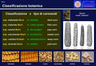 Classificazione botanica Classificazione botanica