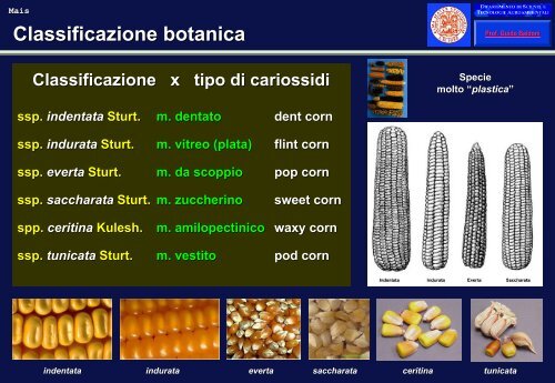 Classificazione botanica Classificazione botanica