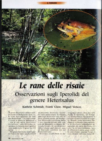 Le rane delle risaie