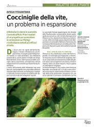 Cocciniglie della vite, un problema in espansione - Crpv