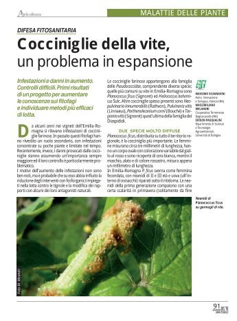 Cocciniglie della vite, un problema in espansione - Crpv