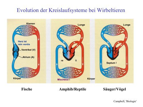 campbell biologie pdf francais