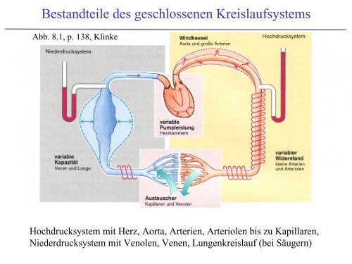 Zehn Organsysteme Der Tie
