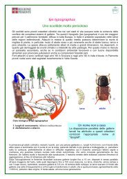 Ips typographus Uno scolitide molto pericoloso - Comune di Vergiate