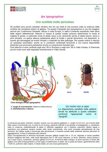 Ips typographus Uno scolitide molto pericoloso - Comune di Vergiate