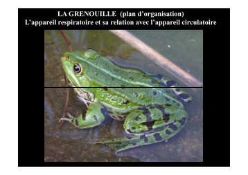 LA GRENOUILLE (plan d'organisation) L'appareil respiratoire et sa ...