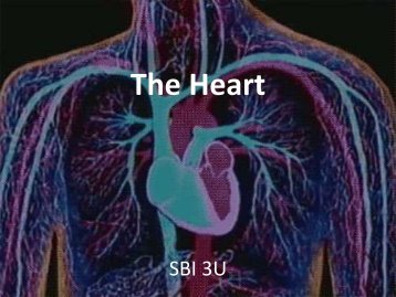 The Heart - SBI 3U: Biology