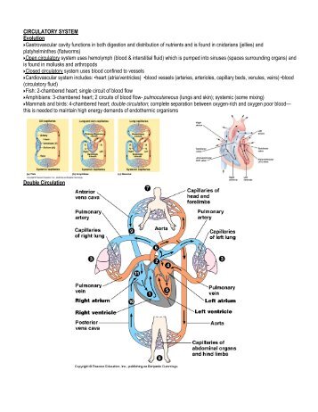 CIRCULATORY SYSTEM Evolution Gastrovascular ... - srhsapbiology