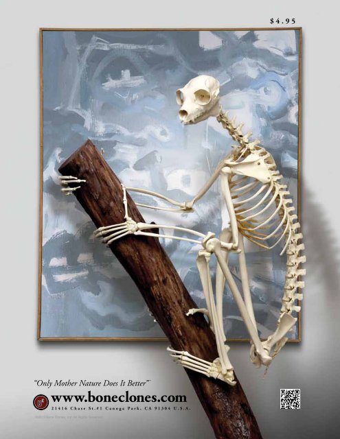 Human Male European Articulated Skeleton - Bone Clones, Inc