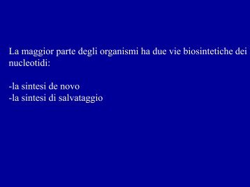 metabolismo dei nucleotidi