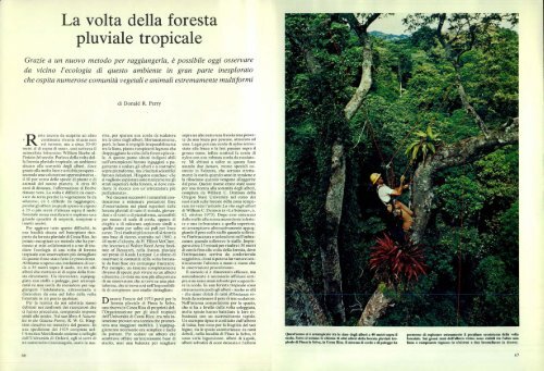 La volta della foresta pluviale tropicale - Kataweb