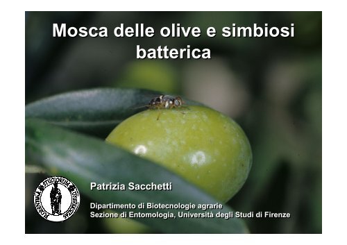 Mosca delle olive e simbiosi batterica - Arsia