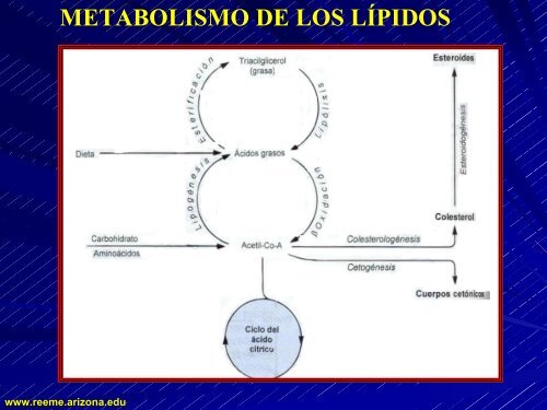 CETOACIDOSIS DIABETICA