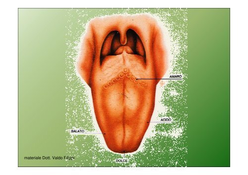 Fisiologia dei sensi e tecnica della degustazione