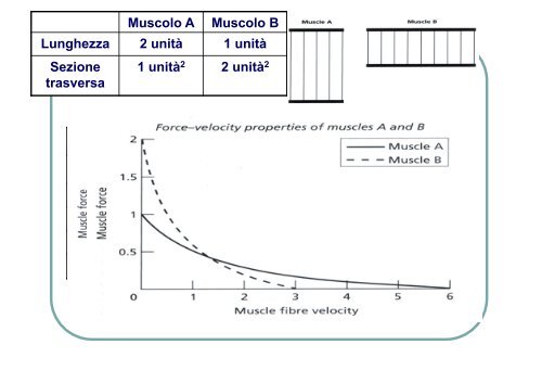 BIOMECCANICA - Università degli Studi di Urbino