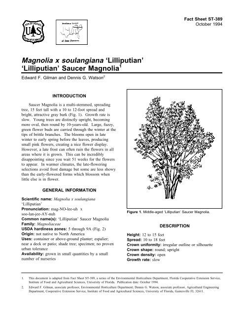 Magnolia X Soulangiana Lilliputian Environmental Horticulture