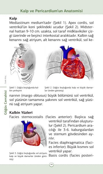 Kalp ve Pericardium'un Anatomisi - jcam.com.tr