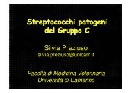 Streptococchi patogeni del Gruppo C - Cuteri.eu