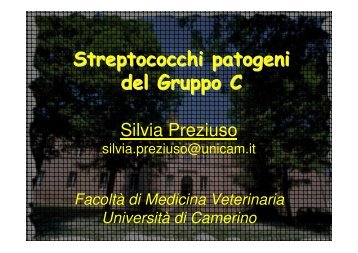 Streptococchi patogeni del Gruppo C - Cuteri.eu