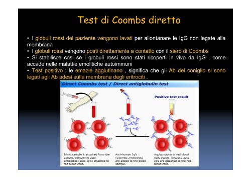 Antigene-Anticorpo - Altervista