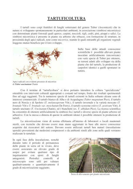 Tartuficoltura Brochure Con Foto Proverde It