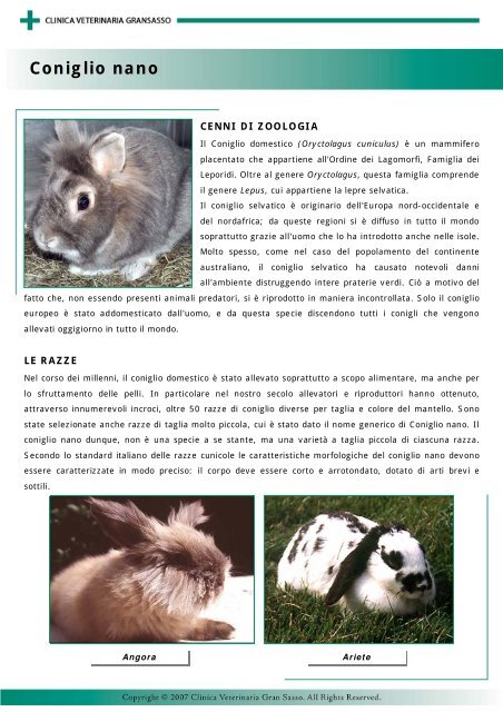 Coniglio nano - Clinica Veterinaria Gran Sasso