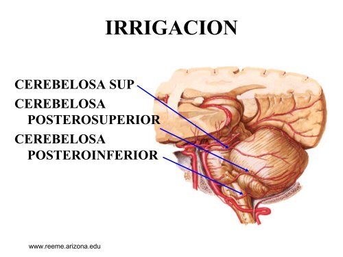 ANATOMIA CEREBRAL