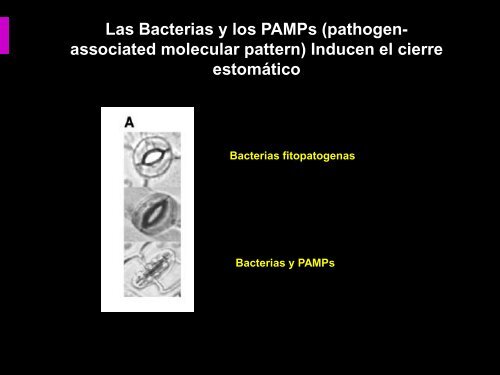 Fitopatología Molecular Curso 2012 BIOLOGÍA ... - FBMC