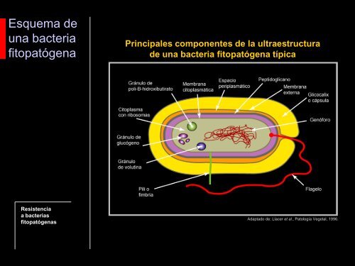 Fitopatología Molecular Curso 2012 BIOLOGÍA ... - FBMC