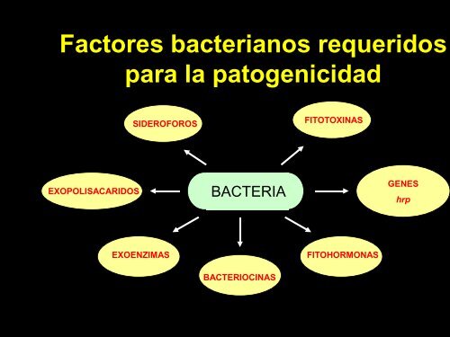 Fitopatología Molecular Curso 2012 BIOLOGÍA ... - FBMC