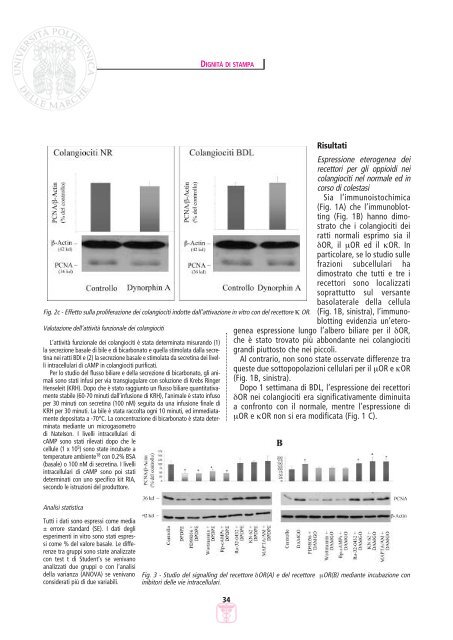 LETTERE 2006 03.pdf - Facoltà di Medicina e Chirurgia - Università ...