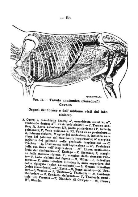 anatomia topografica