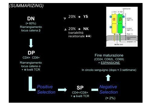 “Differenziamento delle cellule del Sistema Immunitario"