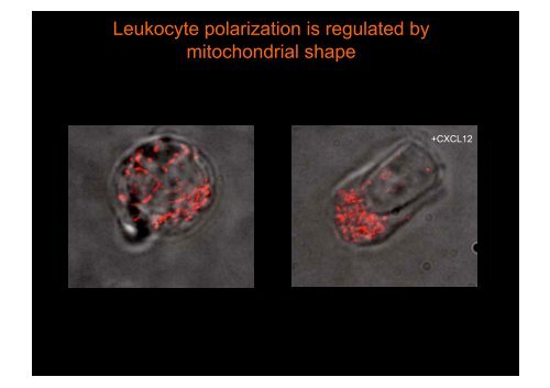 “Differenziamento delle cellule del Sistema Immunitario"