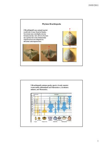 Phylum Brachiopoda