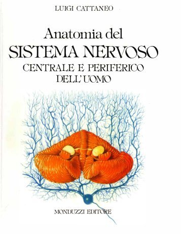 Neuroanatomia - WikiMotorio