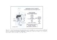 Diagnostica delle Epatiti Virali II