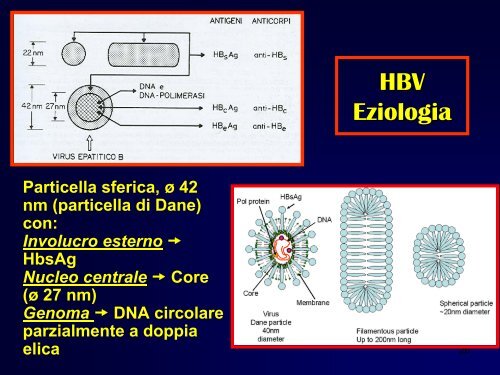 EPATITI VIRALI  - Facoltà di Medicina e Chirurgia