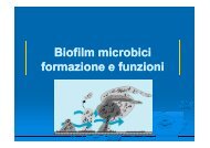 Biofilm microbici microbici formazione e funzioni