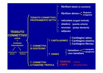 2009-10 Tessuto connettivo - Sangue e linfa F+CTF - ImageShack