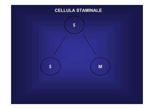 cellule - Fisiokinesiterapia.biz